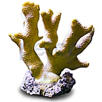 Aquacultured Yellow Porites Coral