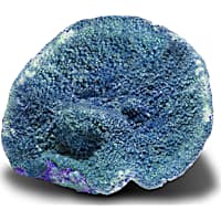 Aquacultured Blue Encrusting Coral