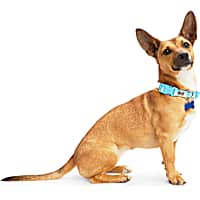 BOBS from Skechers Blue & Green Colorblocked Dog Collar