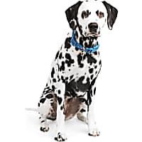 YOULY Blue Leopard Dog Collar