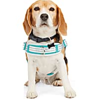 EveryYay Blue Easy On Training Dog Harness