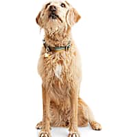 Reddy Navy Stripe Dog Collar