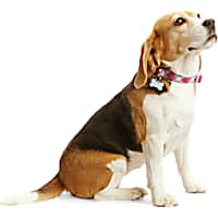 YOULY Geo Print Reflective Dog Collar