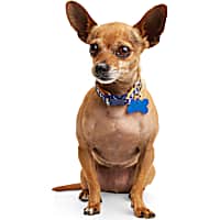 YOULY Anchor Small Dog Collar