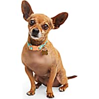 YOULY Pineapple Small Dog Collar