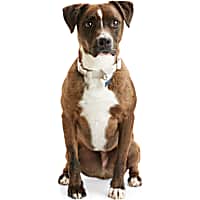 Reddy Ivory Jacquard Dog Collar