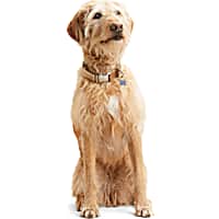 Reddy Tan Jacquard Dog Collar