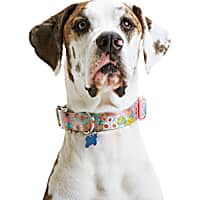 YOULY Pink Daisy Big Dog Collar