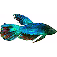 Male Mermaid Betta (Betta splendens)