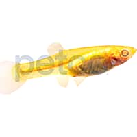 Female Red Eye Guppy