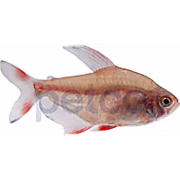 Candycane Tetra