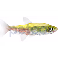 Green Fire Tetra