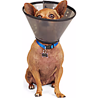 Well & Good Recovery Cone Collar