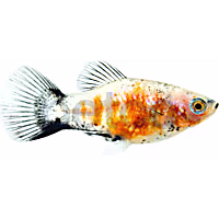Tiger Mickey Mouse Platy