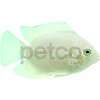 Gold Severum Cichlid