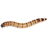 Petco mealworms sale