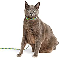 YOULY Green & Silver Rope Cat Harness & Leash Set