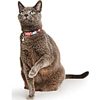 YOULY Rose Kitten & Cat Collar