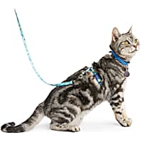 Kitten leash top
