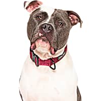 Canada Pooch Plum Utility Dog Collar