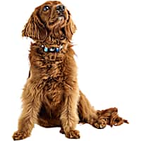 GF Pet Tie Dye Printed Dog Collar