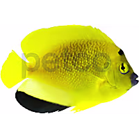 Flagfin Angelfish