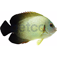 Half Black Angelfish