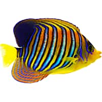 洋楽 Angelfish Centropyge venusta - Wikipedia