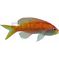 Threadfin Anthias