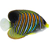 Saltwater Fish for Sale Petco Page 4