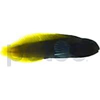 Flametail Blenny