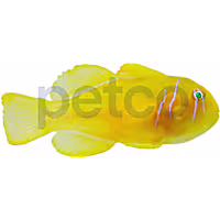 Lemon Clown Goby