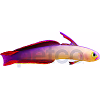 Purple Firefish
