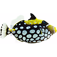 Clown Triggerfish