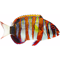 Harlequin Tusk