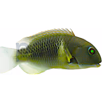 Anchor Tusk Wrasse