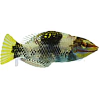 Marble Wrasse