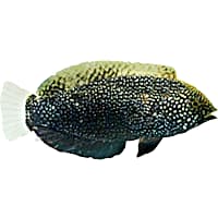Black Leopard Wrasse