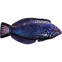 Black Leopard Wrasse