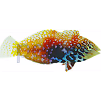 Female Blue Star Leopard Wrasse