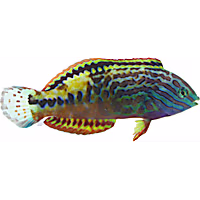 Male Blue Star Leopard Wrasse