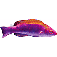 Multicolor Fairy Wrasse