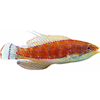 Ruby Longfin Fairy Wrasse