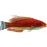 Carpenter's Wrasse
