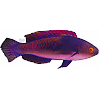 Blueside Fairy Wrasse