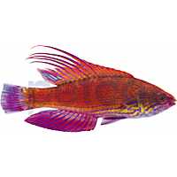 Line-Spot Flasher Wrasse