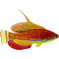 McCosker's Flasher Wrasse