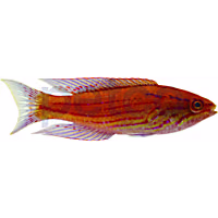 Royal Flasher Wrasse