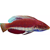 Blue Throat Sailfin Fairy Wrasse