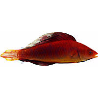 Redfin Fairy Wrasse